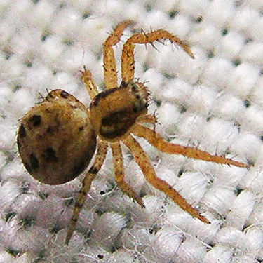 juvenile crab spider Ozyptila pacifica, Bunker Creek, western Lewis County, Washington