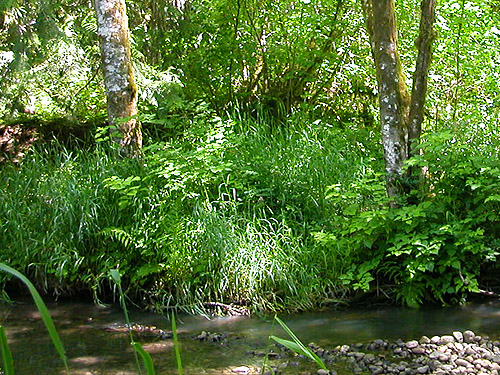 grassy riparian understory, Bunker Creek, western Lewis County, Washington