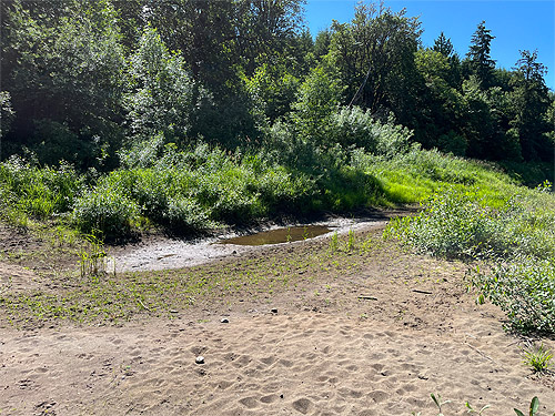 sand bar habitat, Chehalis River bridge on Willapa Hills Trail, western Lewis County, Washington