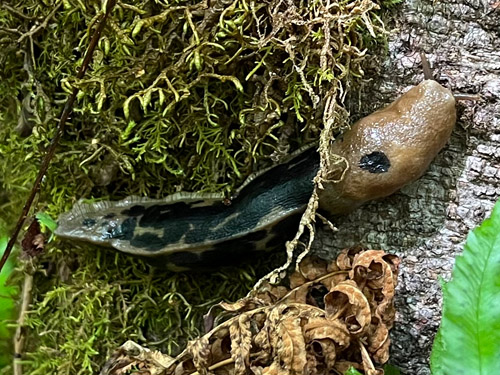 spotted slug Ariolimax columbianus, Bunker Creek, western Lewis County, Washington