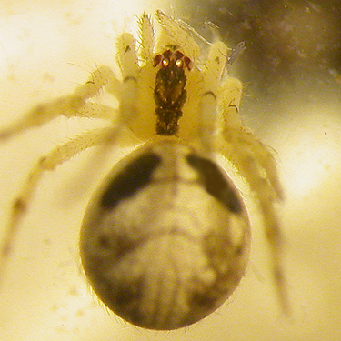 unknown juvenile Theridion spider, Willapa Hills Trail at base of Ceres Hill, western Lewis County, Washington