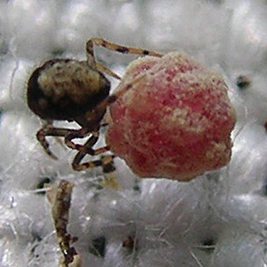female Trogloneta spider with egg sac, Bunker Creek, western Lewis County, Washington