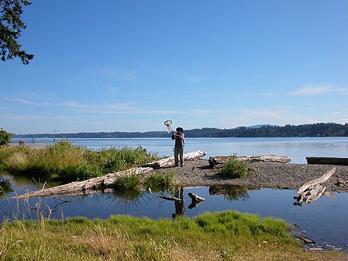 pond and beach meadow, Burfoot Park, Thurston County, Washington