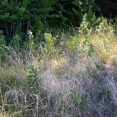 beach meadow foliage, Burfoot Park, Thurston County, Washington