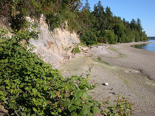 beach bluff, Himalayan blackberry in foreground, Burfoot Park, Thurston County, Washington