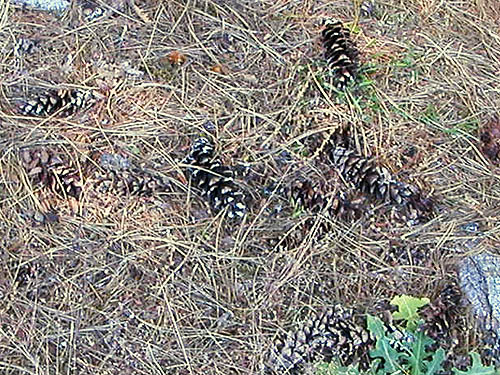 cones of white pine Pinus monticola, Burfoot Park, Thurston County, Washington