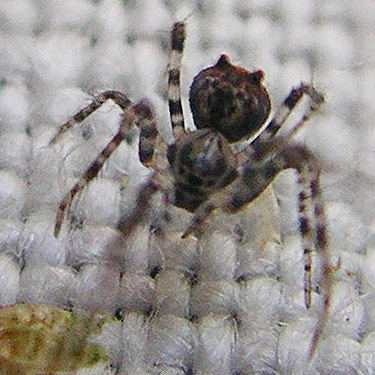 pirate spider Mimetidae Ero canionis from moss, Burfoot Park, Thurston County, Washington
