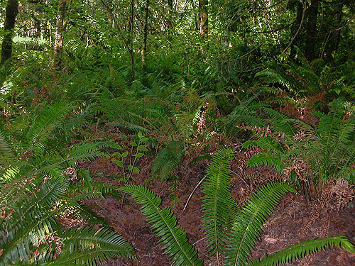 ferny understory in forest, Burfoot Park, Thurston County, Washington