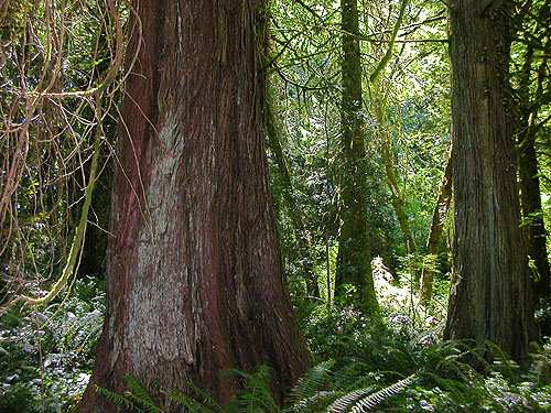 giant red cedar trunk, Thuja plicata, Burfoot Park, Thurston County, Washington