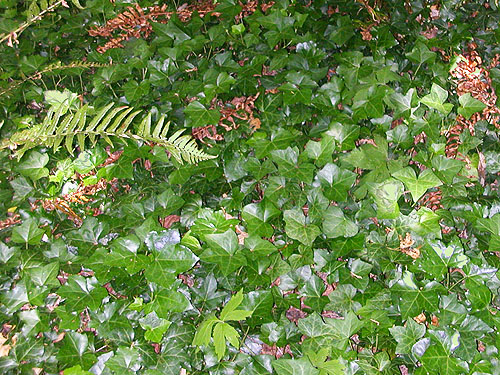 English ivy Hedera helix in forest, Burfoot Park, Thurston County, Washington