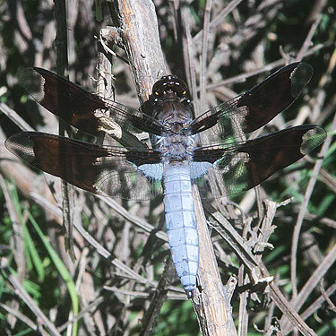 dragonfly Plathemis lydia by beach pond, Burfoot Park, Thurston County, Washington