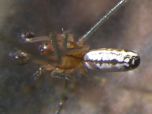 sierra dome spider Neriene litigiosa, Burfoot Park, Thurston County, Washington