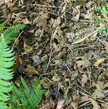 leaf litter in forest, Burfoot Park, Thurston County, Washington