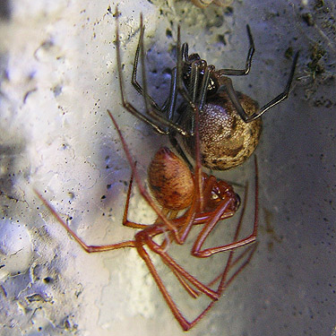 house spider female and male Achaearanea Parasteatoda tepidariorum, Burfoot Park, Thurston County, Washington