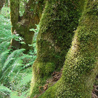 moss on tree trunks, Burfoot Park, Thurston County, Washington