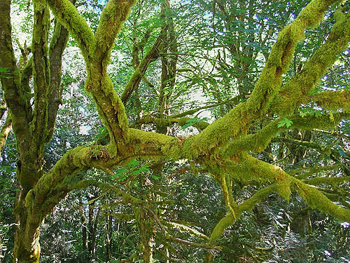 moss on tree limbs, Burfoot Park, Thurston County, Washington