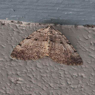 geometrid moth Perizoma sp. on restroom, Burfoot Park, Thurston County, Washington
