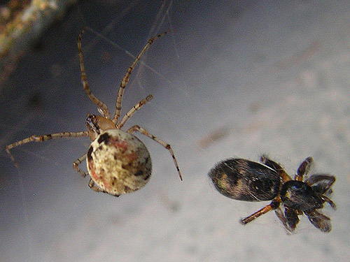 theridiid spider Theridion varians with gnaphosid spider prey, Burfoot Park, Thurston County, Washington