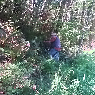 Rod Crawford beating ferns, Bush Creek Valley field site, Grays Harbor County, Washington