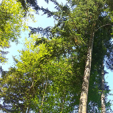 riparian forest canopy, Bush Creek Valley field site, Grays Harbor County, Washington