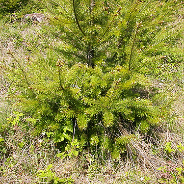 Young planted Douglas-fir, Bush Creek Valley field site, Grays Harbor County, Washington
