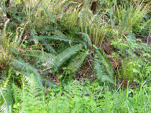 fern understory, Bush Creek Valley field site, Grays Harbor County, Washington