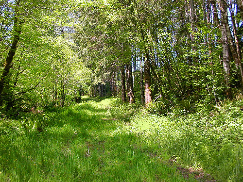 green old road to Bush Creek Valley field site, Grays Harbor County, Washington
