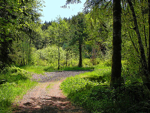 trail and road junction, Bush Creek Valley field site, Grays Harbor County, Washington