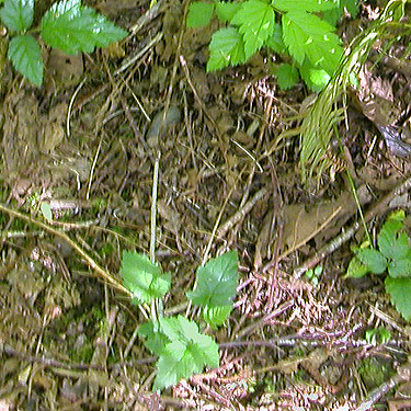 swamp leaf litter, Bush Creek Valley field site, Grays Harbor County, Washington