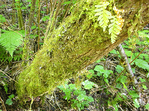 moss on swamp alder, Bush Creek Valley field site, Grays Harbor County, Washington