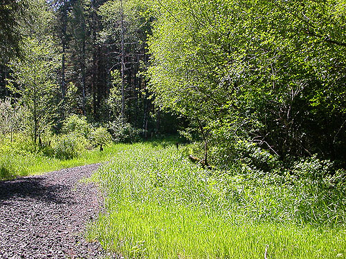 rich grassy roadside, Bush Creek Valley field site, Grays Harbor County, Washington