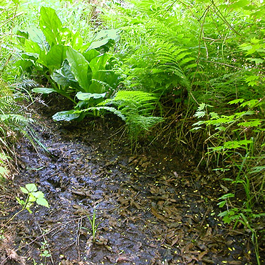 mud and Lysichiton in alder swamp, Bush Creek Valley field site, Grays Harbor County, Washington