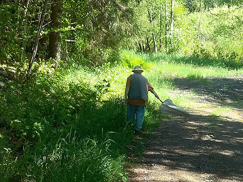 Rod Crawford sweeping roadside grass, Bush Creek Valley field site, Grays Harbor County, Washington