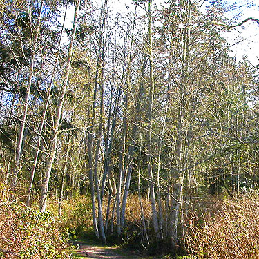 alder grove, Camano Ridge Trailhead, Island County, Washington