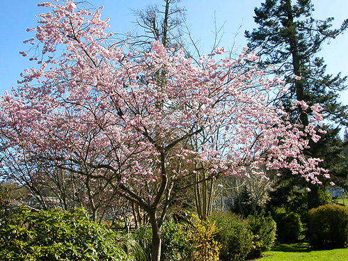 ornamental cherry, Utsalady Point Park, Camano Island, Washington