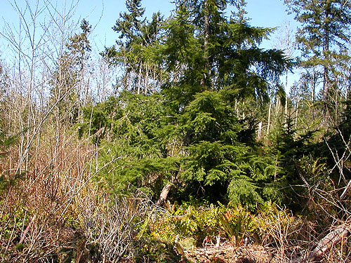 Native clearcut vegetation, Camano Ridge Trailhead, Island County, Washington