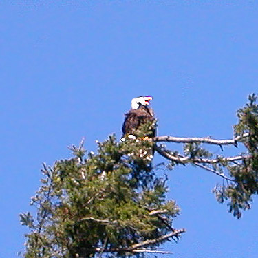 Bald eagle, Utsalady Point Park, Camano Island, Washington