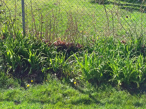 tall grass verge  by fence, Utsalady Point Park, Camano Island, Washington