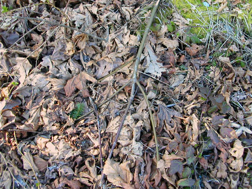maple leaf litter, Camano Ridge Trailhead, Island County, Washington