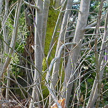 trunk moss on maple tree, Camano Ridge Trailhead, Island County, Washington