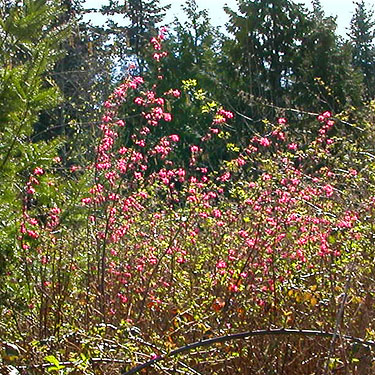 salmonberry flowers, Camano Ridge Trailhead, Island County, Washington