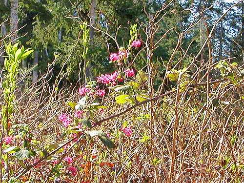 salmonberry and invasive blackberry, Camano Ridge Trailhead, Island County, Washington