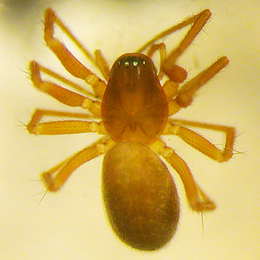 female Porrhomma convexum, Linyphiidae, from gravel bar, South Fork Canyon Creek at FS Road 41, Snohomish County, Washington