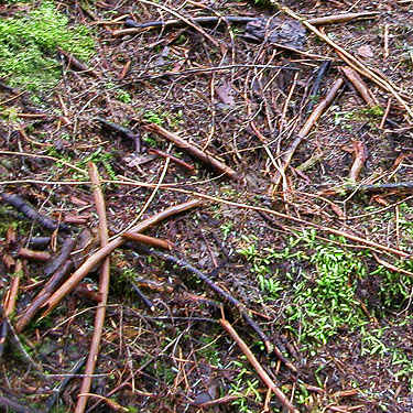 dead branches on forest floor, South Fork Canyon Creek at FS Road 41, Snohomish County, Washington