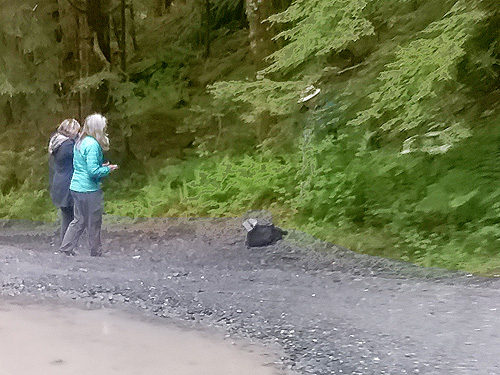 Erika Schultz and Sandi Doughton of the Seattle Times watch Rod Crawford sift moss, South Fork Canyon Creek at FS Road 41, Snohomish County, Washington