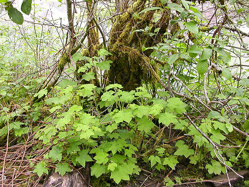 mossy stump and salmonberry on floodplain, South Fork Canyon Creek at FS Road 41, Snohomish County, Washington