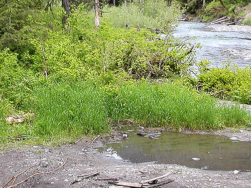 grass on gravel bar, South Fork Canyon Creek at FS Road 41, Snohomish County, Washington