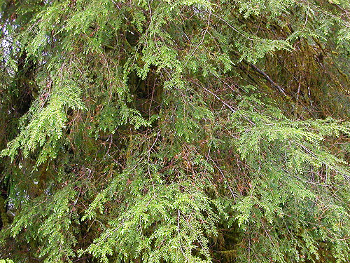 western hemlock foliage, South Fork Canyon Creek at FS Road 41, Snohomish County, Washington