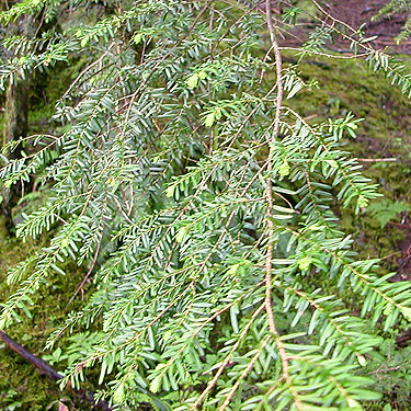 western hemlock foliage, South Fork Canyon Creek at FS Road 41, Snohomish County, Washington