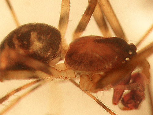 male linyphiid Bathyphantes keenii, South Fork Canyon Creek at FS Road 41, Snohomish County, Washington